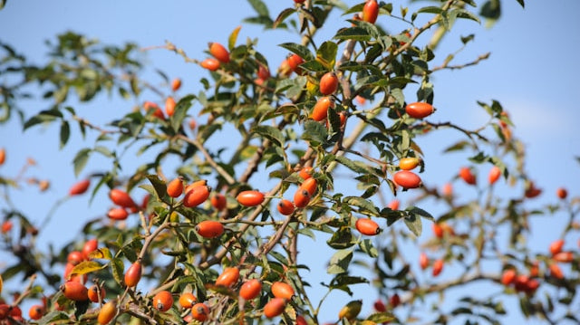 Image showing Rosehip Bush with Blue Sky