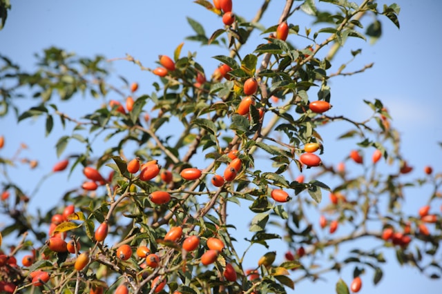 Image showing Rosehip Bush with Blue Sky 